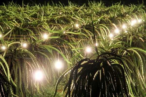 Đèn LED chiếu sáng vườn thanh long 